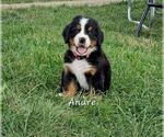 Puppy 5 Bernese Mountain Dog