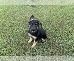 Puppy White Female German Shepherd Dog