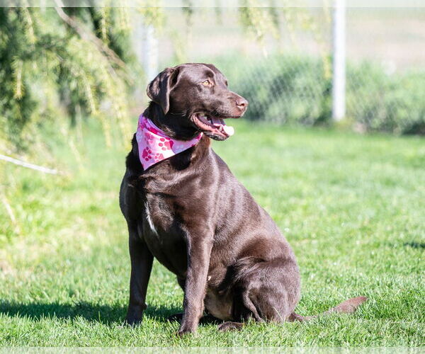 Medium Photo #3 Labrador Retriever Puppy For Sale in Clovis, CA, USA