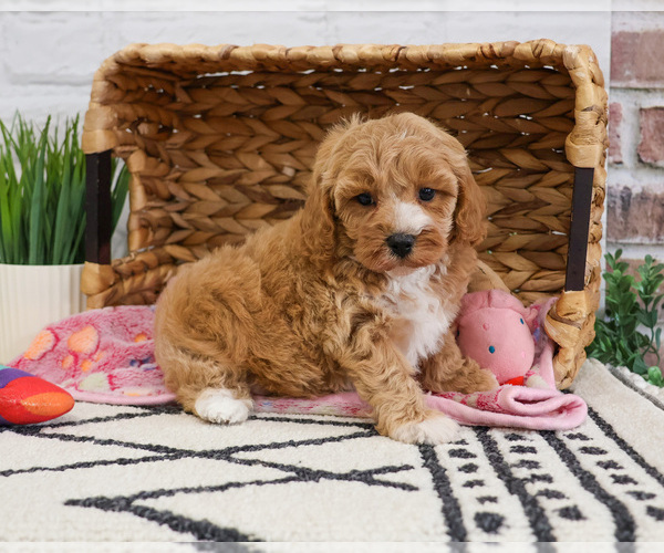 Medium Photo #10 Cavapoo (Miniature) Puppy For Sale in SYRACUSE, IN, USA