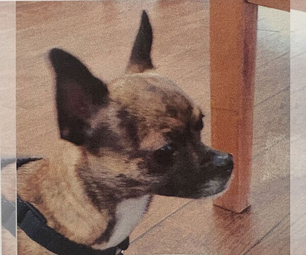 Medium Photo #2 Chihuahua-Unknown Mix Puppy For Sale in Monkton, MD, USA