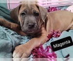 Small Photo #8 Cane Corso Puppy For Sale in POMEROY, OH, USA