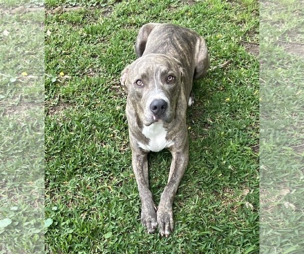 Medium Photo #13 Staffordshire Bull Terrier-Unknown Mix Puppy For Sale in Spring, TX, USA