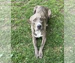 Small #12 Staffordshire Bull Terrier Mix