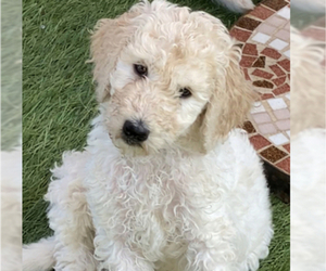 Poodle (Standard) Puppy for sale in BAYWOOD PARK, CA, USA