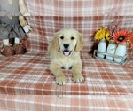 Small Photo #10 Golden Retriever Puppy For Sale in FALCON, CO, USA