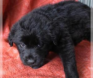 German Shepherd Dog-Unknown Mix Dogs for adoption in Thief River Falls, MN, USA