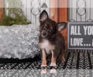Chihuahua Puppy for sale in NAPLES, FL, USA