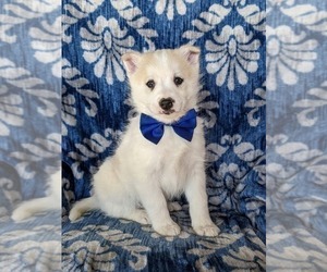 Pomsky Puppy for sale in QUARRYVILLE, PA, USA