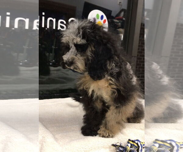 Medium Photo #3 Cock-A-Poo Puppy For Sale in Lincolnwood, IL, USA