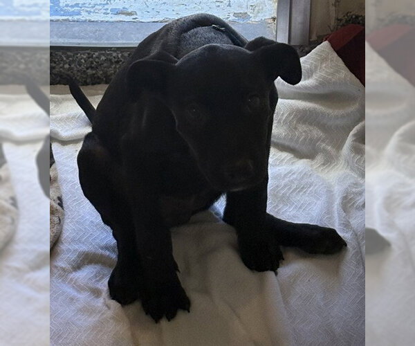 Medium Photo #1 Mutt Puppy For Sale in Brewster, MA, USA