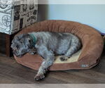 Small #2 Mutt