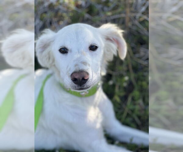 Medium Photo #7 Mutt Puppy For Sale in San Diego, CA, USA