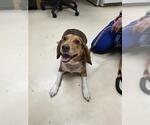 Small Beagle