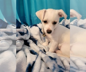 Chihuahua-Maltipoo Mix Puppy for sale in LA MIRADA, CA, USA
