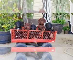 Labradoodle Puppy for sale in FRESNO, CA, USA