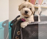 Small #8 Maltipoo (Miniature)