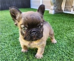 Small #5 French Bulldog