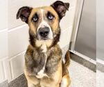 Small #1 German Shepherd Dog