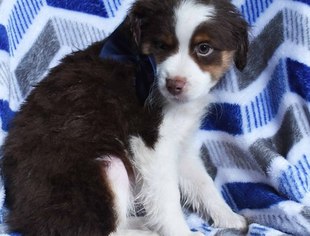 Australian Shepherd Puppy for sale in EPHRATA, PA, USA