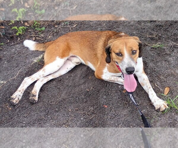 Medium Photo #4 Beagle-Unknown Mix Puppy For Sale in Dunnellon, FL, USA