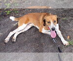 Small #3 Beagle Mix