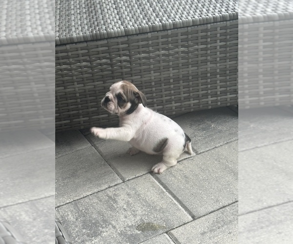 Medium Photo #3 English Bulldog Puppy For Sale in WEEKI WACHEE, FL, USA