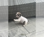 Small Photo #16 English Bulldog Puppy For Sale in WEEKI WACHEE, FL, USA
