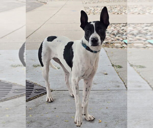 Medium Photo #20 Borador Puppy For Sale in Lakewood, CO, USA