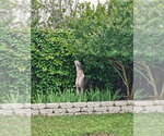 Small #1 Great Dane