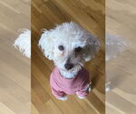 Small #3 Poodle (Miniature)