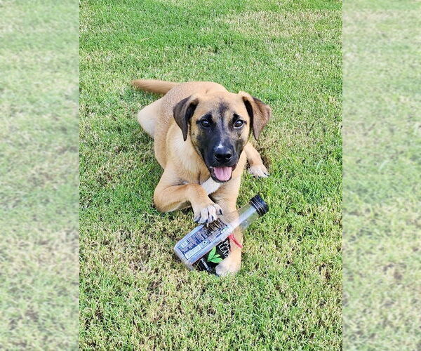 Medium Photo #6 Black Mouth Cur-Unknown Mix Puppy For Sale in Brewster, NY, USA