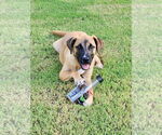 Small #5 Black Mouth Cur Mix