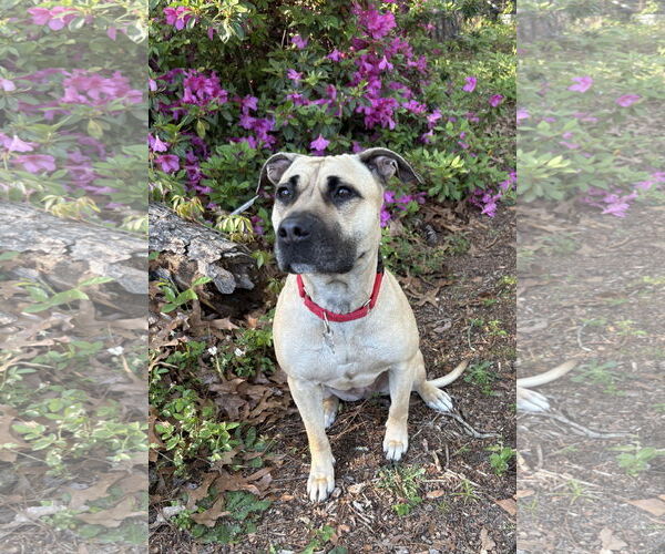 Medium Photo #9 American Staffordshire Terrier-Unknown Mix Puppy For Sale in Arlington, VA, USA
