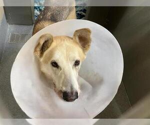 German Shepherd Dog-Unknown Mix Dogs for adoption in Orange, CA, USA