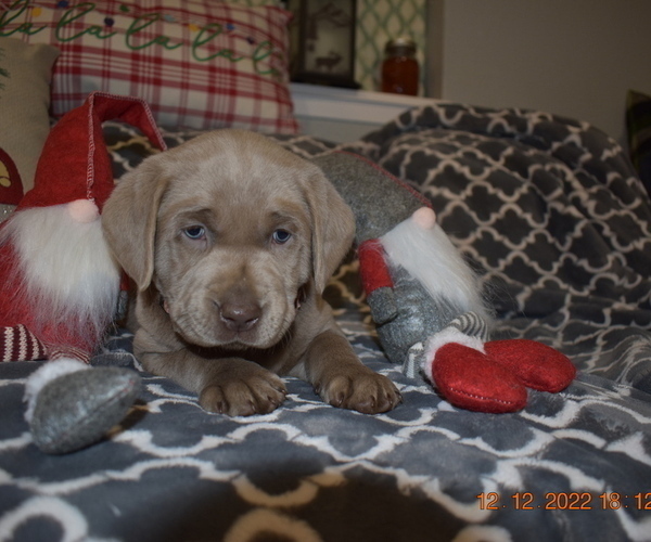 Medium Photo #4 Labrador Retriever Puppy For Sale in EVERSON, WA, USA
