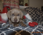 Small Photo #4 Labrador Retriever Puppy For Sale in EVERSON, WA, USA