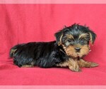 Small Photo #4 Yorkshire Terrier Puppy For Sale in QUARRYVILLE, PA, USA