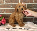 Small #1 Cockapoo (Miniature)