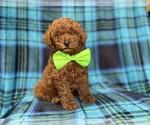 Small #8 Goldendoodle (Miniature)