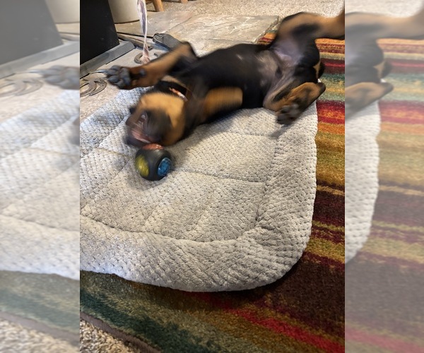 Medium Photo #7 Rottweiler Puppy For Sale in WHITNEY, NE, USA