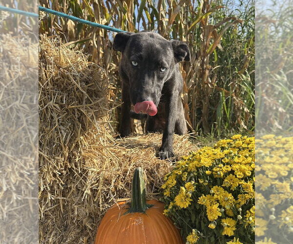 Medium Photo #4 Huskies -Unknown Mix Puppy For Sale in Evansville, IN, USA