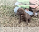 Puppy Orange Chesapeake Bay Retriever