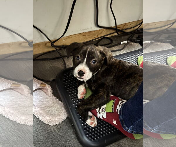 Medium Photo #3 American Staffordshire Terrier-Unknown Mix Puppy For Sale in Duluth, MN, USA