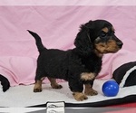 Small Photo #2 Dachshund Puppy For Sale in CLARK, MO, USA