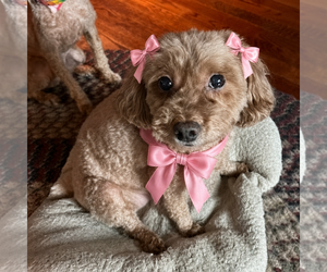 Poodle (Toy) Dogs for adoption in Mt. Laurel, NJ, USA