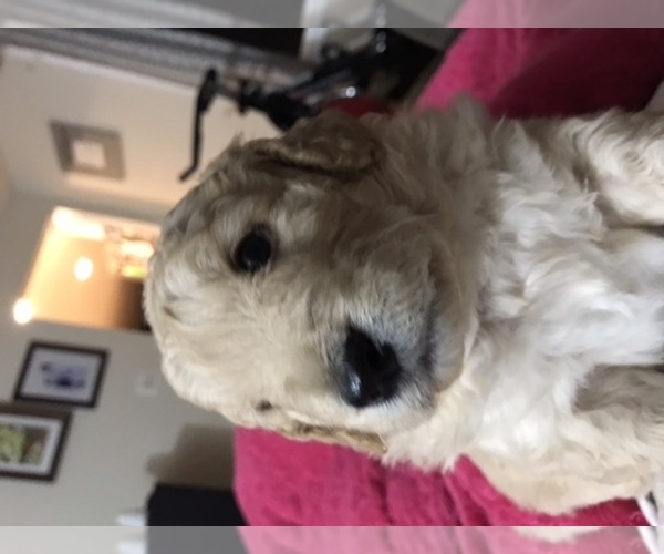 Medium Photo #1 Goldendoodle (Miniature) Puppy For Sale in VANCOUVER, WA, USA