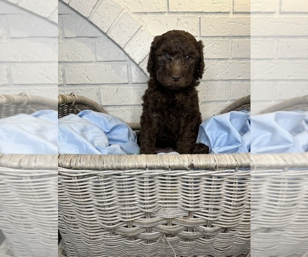 Medium Photo #1 Aussiedoodle Puppy For Sale in LA CRESCENT, MN, USA