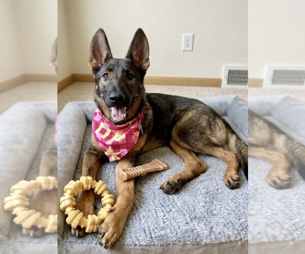 Medium Photo #4 German Shepherd Dog-Unknown Mix Puppy For Sale in Spring Lake, NJ, USA
