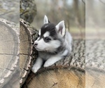 Small Photo #9 Alaskan Klee Kai-Pomsky Mix Puppy For Sale in STAPLES, MN, USA